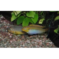 Pelvicachromis Taeniatus Ogele 3,5-4cm